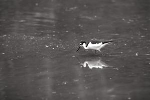 Black-winged stilt